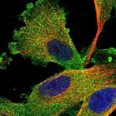 Immunocytochemistry/Immunofluorescence: Syntaxin Binding Protein 4 Antibody [NBP1-92470] - Staining of human cell line U-251MG shows positivity in cytoplasm.