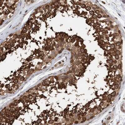 Immunohistochemistry-Paraffin: Syntaxin Binding Protein 4 Antibody [NBP1-92469] - Staining of human testis shows strong cytoplasmic positivity in cells in seminiferous ducts.