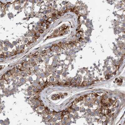 Immunohistochemistry-Paraffin: Syntaxin Binding Protein 4 Antibody [NBP1-92470] - Staining of human testis shows strong cytoplasmic positivity in cells in seminiferous ducts.