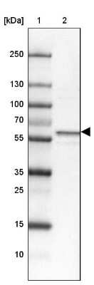 Western Blot: Syntaxin Binding Protein 4 Antibody [NBP1-92471] - Lane 1: Marker  [kDa] 250, 130, 100, 70, 55, 35, 25, 15, 10.  Lane 2: Tonsil