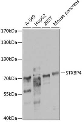 Western Blot: Syntaxin Binding Protein 4 Antibody [NBP2-94904] - Analysis of extracts of various cell lines, using Syntaxin Binding Protein 4 at 1:1000 dilution. Secondary antibody: HRP Goat Anti-Rabbit IgG (H+L) at 1:10000 dilution. Lysates/proteins: 25ug per lane. Blocking buffer: 3% nonfat dry milk in TBST. Detection: ECL Basic Kit . Exposure time: 20s.