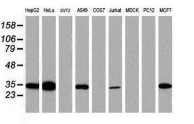 Western Blot: Syntenin 1 Antibody (OTI2H6) - Azide and BSA Free [NBP2-74418] - Analysis of extracts (35ug) from 9 different cell lines by using g anti-Syntenin 1 monoclonal antibody (HepG2: human; HeLa: human; SVT2: mouse; A549: human; COS7: monkey; Jurkat: human; MDCK: canine; PC12: rat; MCF7: human).