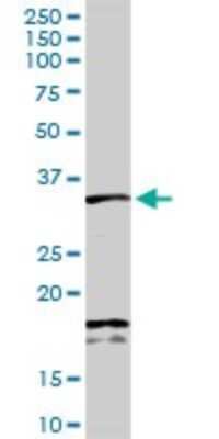 Western Blot: Syntenin 1 Antibody [H00006386-D01P] - Analysis of SDCBP expression in mouse liver.