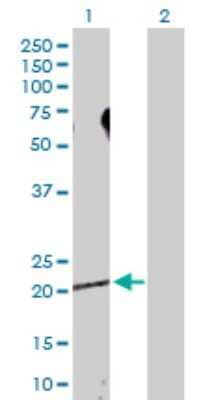 Western Blot: Syntenin 1 Antibody [H00006386-D01P] - Analysis of SDCBP expression in transfected 293T cell line by SDCBP polyclonal antibody.Lane 1: SDCBP transfected lysate(32.40 KDa).Lane 2: Non-transfected lysate.