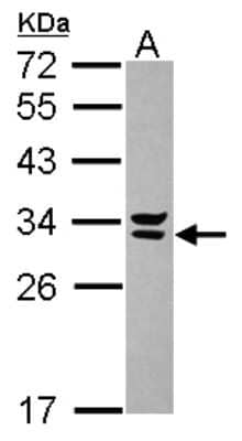 Western Blot: Syntenin 2 Antibody [NBP2-20550] - Sample (30 ug of whole cell lysate) A: U87-MG 12% SDS PAGE gel, diluted at 1:1000.