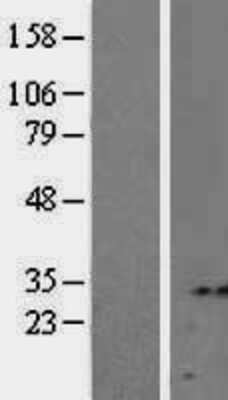 Western Blot Syntenin 2 Overexpression Lysate
