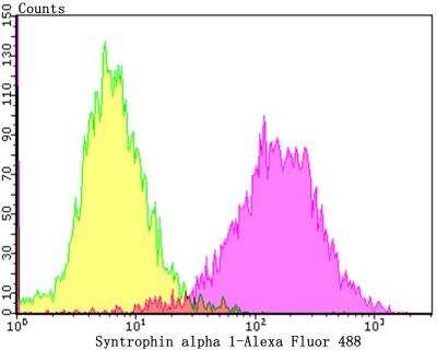 Flow Cytometry: Syntrophin Antibody (JG35-62) [NBP2-76874] - Flow cytometric analysis of LOVO cells with Syntrophin alpha 1 antibody at 1/100 dilution (purple) compared with an unlabelled control (cells without incubation with primary antibody; yellow). Alexa Fluor 488-conjugated goat anti-rabbit IgG was used as the secondary antibody.