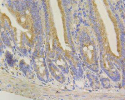 Immunohistochemistry: Syntrophin Antibody (JG35-62) [NBP2-76874] - Immunohistochemical analysis of paraffin-embedded mouse colon tissue using anti-Syntrophin alpha 1 antibody. Counter stained with hematoxylin.