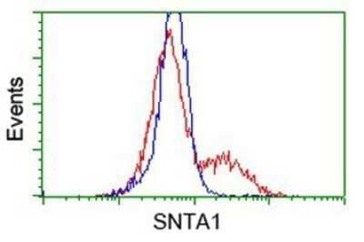 Flow Cytometry: Syntrophin alpha 1 Antibody (OTI1H10) - Azide and BSA Free [NBP2-74422] - HEK293T cells transfected with either overexpression plasmid (Red) or empty vector control plasmid (Blue) were immunostaining by anti-Syntrophin alpha 1 antibody, and then analyzed by flow cytometry.
