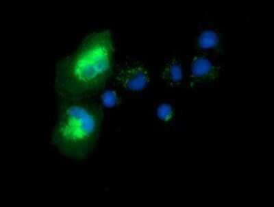 Immunocytochemistry/Immunofluorescence: Syntrophin alpha 1 Antibody (OTI1H10) - Azide and BSA Free [NBP2-74422] - Staining of COS7 cells transiently transfected by pCMV6-ENTRY Syntrophin alpha 1.
