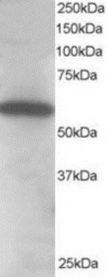 Western Blot Syntrophin alpha 1 Antibody