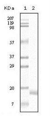 Western Blot: alpha-Synuclein Antibody (2B2D1) [NB110-89444] -  Analysis using SNCA mouse mAb against truncated SNCA recombinant protein.