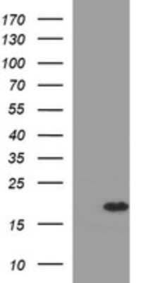 Western Blot: Synuclein-alpha Antibody (2F6) [NBP2-45892] - Analysis of HEK293T cells were transfected with the pCMV6-ENTRY control (Left lane) or pCMV6-ENTRY Synuclein alpha.