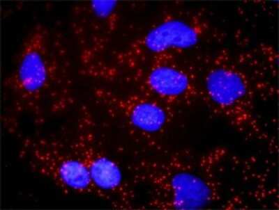 Proximity Ligation Assay: Synuclein-alpha Antibody [H00006622-D01P] - Analysis of protein-protein interactions between SNCA and APP. HeLa cells were stained with anti-SNCA rabbit purified polyclonal 1:1200 and anti-APP mouse monoclonal antibody 1:50. Each red dot represents the detection of protein-protein interaction complex, and nuclei were counterstained with DAPI (blue).