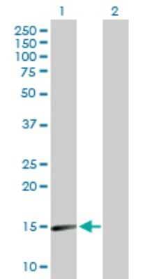Western Blot: Synuclein-alpha Antibody [H00006622-D01P] - Analysis of SNCA expression in transfected 293T cell line by SNCA polyclonal antibody.Lane 1: SNCA transfected lysate(14.50 KDa).Lane 2: Non-transfected lysate.
