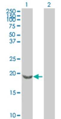 Western Blot: Synuclein-beta Antibody [H00006620-B01P] - Analysis of SNCB expression in transfected 293T cell line by SNCB polyclonal antibody.  Lane 1: SNCB transfected lysate(14.74 KDa). Lane 2: Non-transfected lysate.