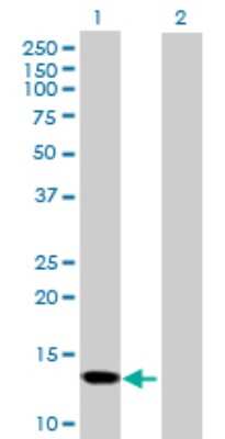 Western Blot: Synuclein-gamma Antibody [H00006623-B01P] - Analysis of SNCG expression in transfected 293T cell line by SNCG polyclonal antibody.  Lane 1: SNCG transfected lysate(13.97 KDa). Lane 2: Non-transfected lysate.