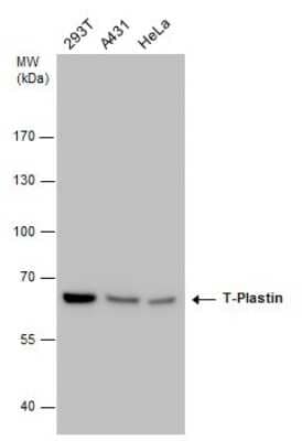 Western Blot T Plastin Antibody (GT3310) - Azide and BSA Free
