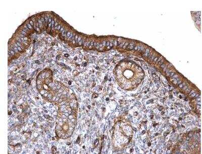 Immunohistochemistry-Paraffin: T Plastin Antibody [NBP1-32380] - Paraffin-embedded mouse cervix. T-Plastin antibody  diluted at 1:500.