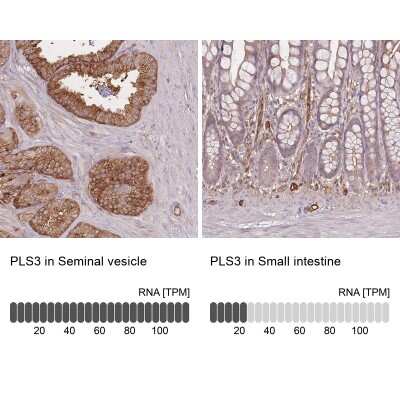 <b>Orthogonal Strategies Validation. </b>Immunohistochemistry-Paraffin: T Plastin Antibody [NBP2-13778] - Staining in human seminal vesicle and small intestine tissues using anti-PLS3 antibody. Corresponding PLS3 RNA-seq data are presented for the same tissues.