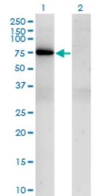 Western Blot: T-bet/TBX21 Antibody (1D12) [H00030009-M09] - Analysis of TBX21 expression in transfected 293T cell line by TBX21 monoclonal antibody (M09), clone 1D12. Lane 1: TBX21 transfected lysatE (58.3 KDa). Lane 2: Non-transfected lysate.