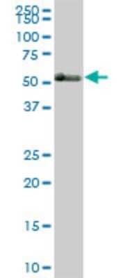 Western Blot: T-bet/TBX21 Antibody (2F10) [H00030009-M10] - Analysis of TBX21 expression in human spleen.