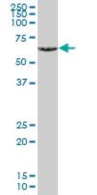 Western Blot: T-bet/TBX21 Antibody (3D7) [H00030009-M07] - Analysis of TBX21 expression in NIH/3T3 (Cat # L018V1).