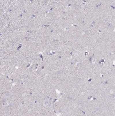 Immunohistochemistry-Paraffin: T-box 19 Antibody [NBP2-68943] - Staining of human cerebral cortex shows no nuclear positivity in neurons as expected.