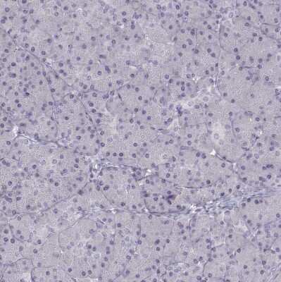 Immunohistochemistry-Paraffin: T-box 19 Antibody [NBP2-68943] - Staining of human pancreas shows no nuclear positivity in exocrine glandular cells as expected.