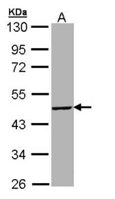 Western Blot: T-box 19 Antibody [NBP1-32878] - Sample (30 ug of whole cell lysate) A: Hep G2 10% SDS PAGE; antibody diluted at 1:5000.