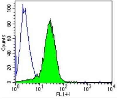 Flow Cytometry: TCR V delta 1 Antibody (TS8.2) [NBP2-22506] - Analysis of TCR V delta 1 in Jurkat cells (green) compared to an isotype control (blue).