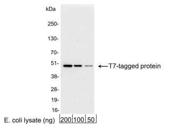 Western Blot: T7 Epitope Tag Antibody [NB600-374] - 200, 100, or 50 ng of E. coli whole cell lysate expressing a multi-tag fusion protein. Antibody used at 0.04 ug/ml (1:25,000).