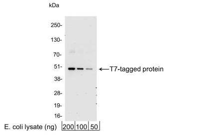Western Blot: T7 Epitope Tag Antibody [NB600-375] - 200, 100, or 50 ng of E. coli whole cell lysate expressing a multi-tag fusion protein. Antibody used at 0.04 ug/ml (1:25,000).
