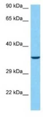 Western Blot TAAR3 Antibody