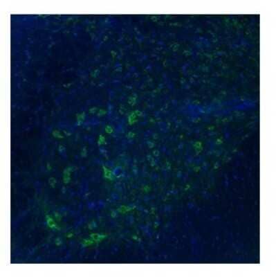 Immunocytochemistry/Immunofluorescence: TAAR5 Antibody [NBP1-69132] - Human spinal cord, ventral horns 3ug/ml