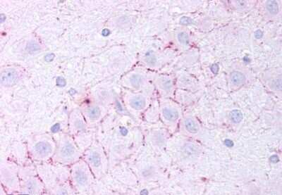 Immunohistochemistry-Paraffin: TAAR5 Antibody [NBP1-02390] - Staining of human dentate gyrus. Immunohistochemistry of formalin-fixed, paraffin-embedded tissue after heat-induced antigen retrieval. Antibody concentration 20 ug/ml.