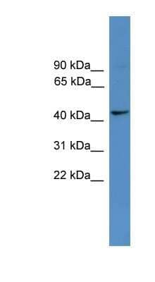 Western Blot: TAAR5 Antibody [NBP1-69132] - Titration: 0.2-1 ug/ml, Positive Control: 293T cell lysate.