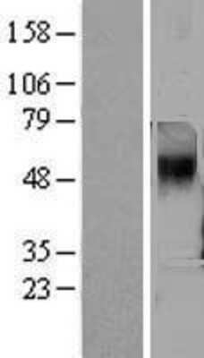 Western Blot TAAR5 Overexpression Lysate