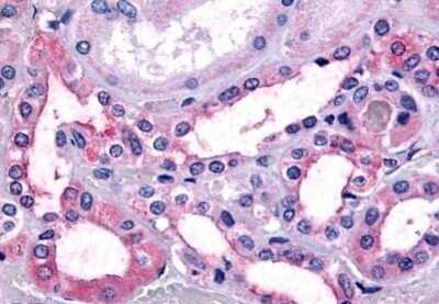 Immunohistochemistry-Paraffin: TAAR9 Antibody [NBP1-02387] - Staining of human kidney. Immunohistochemistry of formalin-fixed, paraffin-embedded tissue after heat-induced antigen retrieval. Antibody concentration 20 ug/ml.