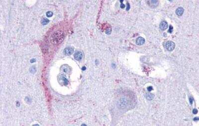 Immunohistochemistry-Paraffin: TAAR9 Antibody [NLS1969] - Brain, Cortex, neurons and glia.