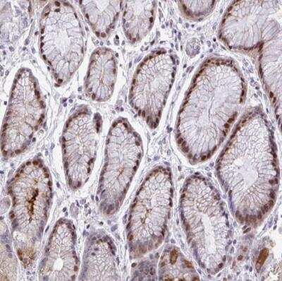 Immunohistochemistry-Paraffin: TAB1 Antibody [NBP2-38819] - Staining of human stomach shows strong nuclear positivity in glandular cells.