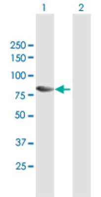 Western Blot: TAB2 Antibody [H00023118-B01P] - Analysis of MAP3K7IP2 expression in transfected 293T cell line by MAP3K7IP2 polyclonal antibody.  Lane 1: MAP3K7IP2 transfected lysate(76.23 KDa). Lane 2: Non-transfected lysate.