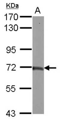Western Blot: TAB2 Antibody [NBP2-20553] - Sample (30 ug of whole cell lysate) A: NIH-3T3 7. 5% SDS PAGE gel, diluted at 1:500.