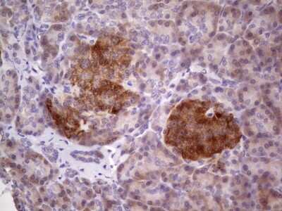 Immunohistochemistry: TACC1 Antibody (1H2) [NBP2-46057] - Analysis of Human pancreas tissue. (Heat-induced epitope retrieval by 1 mM EDTA in 10mM Tris, pH8.5, 120C for 3min)