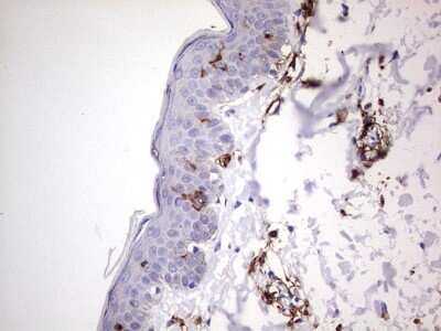 Immunohistochemistry: TACC2 Antibody (OTI3C4) [NBP2-46058] - Analysis of Human skin tissue. (Heat-induced epitope retrieval by 1 mM EDTA in 10mM Tris, pH8.5, 120C for 3min)