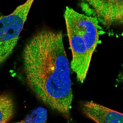 Immunocytochemistry/Immunofluorescence: TACC3 Antibody [NBP1-84810] - Staining of human cell line U-251 MG shows localization to cytosol & microtubule organizing center. Antibody staining is shown in green.