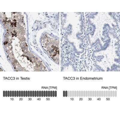 <b>Orthogonal Strategies Validation. </b>Immunohistochemistry-Paraffin: TACC3 Antibody [NBP1-84810] - Staining in human testis and endometrium tissues using anti-TACC3 antibody. Corresponding TACC3 RNA-seq data are presented for the same tissues.