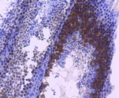 Immunohistochemistry-Paraffin: TACC3 Antibody (SN73-05) [NBP2-67671] - Analysis of paraffin-embedded mouse testis tissue using anti-TACC3 antibody. Counter stained with hematoxylin.