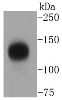 Western Blot: TACC3 Antibody (SN73-05) [NBP2-67671] - Analysis of TACC3 on Hela cells lysates using anti-TACC3 antibody at 1/1,000 dilution.