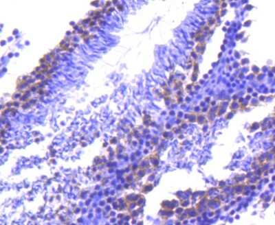 Immunohistochemistry-Paraffin: TACC3 Antibody (SY10-06) [NBP2-67383] - Analysis of paraffin-embedded mouse testis tissue using anti-TACC3 antibody. Counter stained with hematoxylin.